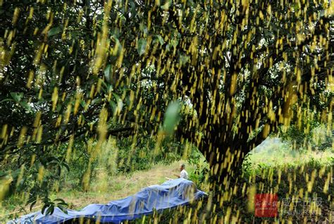 桂林桂花|桂花文化